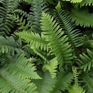 Polystichum munitum ---